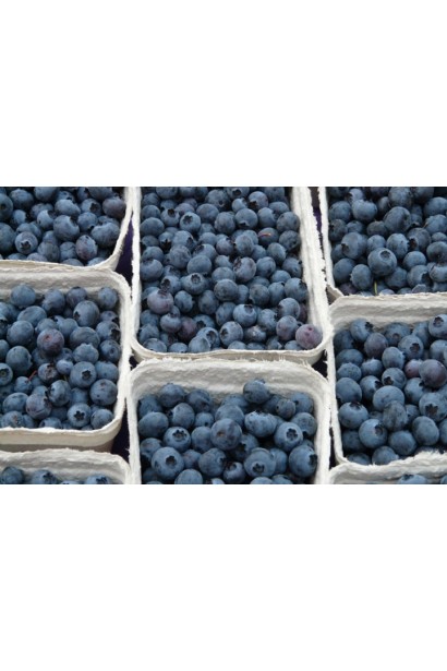 Ягоды голубики сорта Река